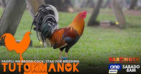TIPS SA PAGPILI NG BROODCOCK .